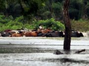 Bolivia solicita apoyo internacional debido a las emergencias causadas por las lluvias Bolivia solicita apoyo internacional debido a las emergencias causadas por las lluvias