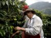 Café de regiones del conflicto colombiano llega a Europa buscando mercados Café de regiones del conflicto colombiano llega a Europa buscando mercados
