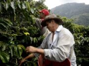 Café de regiones del conflicto colombiano llega a Europa buscando mercados Café de regiones del conflicto colombiano llega a Europa buscando mercados