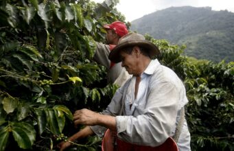 Café de regiones del conflicto colombiano llega a Europa buscando mercados Café de regiones del conflicto colombiano llega a Europa buscando mercados