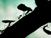 Cuatro personas están siendo juzgadas por intentar sacar hormigas exóticas de Kenia Cuatro personas están siendo juzgadas por intentar sacar hormigas exóticas de Kenia