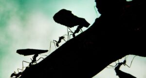 Cuatro personas están siendo juzgadas por intentar sacar hormigas exóticas de Kenia Cuatro personas están siendo juzgadas por intentar sacar hormigas exóticas de Kenia