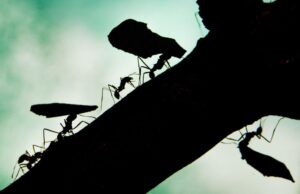 Cuatro personas están siendo juzgadas por intentar sacar hormigas exóticas de Kenia Cuatro personas están siendo juzgadas por intentar sacar hormigas exóticas de Kenia