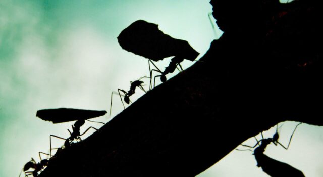 Cuatro personas están siendo juzgadas por intentar sacar hormigas exóticas de Kenia Cuatro personas están siendo juzgadas por intentar sacar hormigas exóticas de Kenia