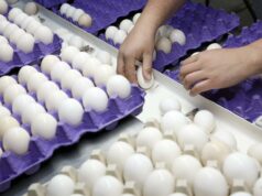 El costo de los huevos alcanza niveles récord en Estados Unidos El costo de los huevos alcanza niveles récord en Estados Unidos