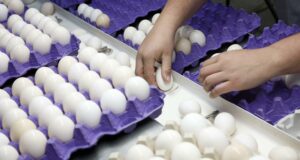 El costo de los huevos alcanza niveles récord en Estados Unidos El costo de los huevos alcanza niveles récord en Estados Unidos