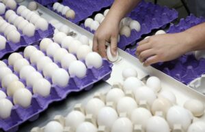 El costo de los huevos alcanza niveles récord en Estados Unidos El costo de los huevos alcanza niveles récord en Estados Unidos