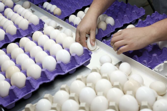 El costo de los huevos alcanza niveles récord en Estados Unidos El costo de los huevos alcanza niveles récord en Estados Unidos