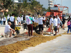 Implementan operativo para combatir el sargazo en el Caribe mexicano durante Semana Santa Implementan operativo para combatir el sargazo en el Caribe mexicano durante Semana Santa