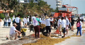 Implementan operativo para combatir el sargazo en el Caribe mexicano durante Semana Santa Implementan operativo para combatir el sargazo en el Caribe mexicano durante Semana Santa