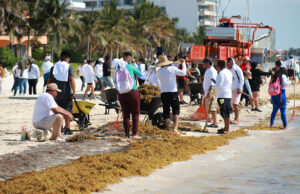 Implementan operativo para combatir el sargazo en el Caribe mexicano durante Semana Santa Implementan operativo para combatir el sargazo en el Caribe mexicano durante Semana Santa