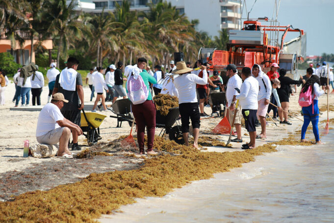 Implementan operativo para combatir el sargazo en el Caribe mexicano durante Semana Santa Implementan operativo para combatir el sargazo en el Caribe mexicano durante Semana Santa