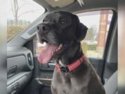 Familia de Shelby lamenta muerte de su perro tras escapar de clínica veterinaria