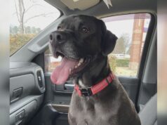 Familia de Shelby lamenta muerte de su perro tras escapar de clínica veterinaria Familia de Shelby lamenta muerte de su perro tras escapar de clínica veterinaria