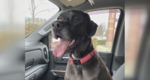 Familia de Shelby lamenta muerte de su perro tras escapar de clínica veterinaria Familia de Shelby lamenta muerte de su perro tras escapar de clínica veterinaria