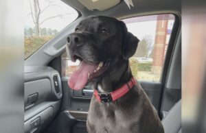 Familia de Shelby lamenta muerte de su perro tras escapar de clínica veterinaria Familia de Shelby lamenta muerte de su perro tras escapar de clínica veterinaria