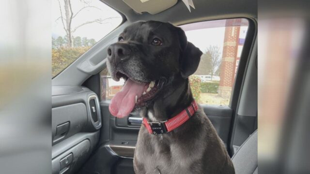 Familia de Shelby lamenta muerte de su perro tras escapar de clínica veterinaria