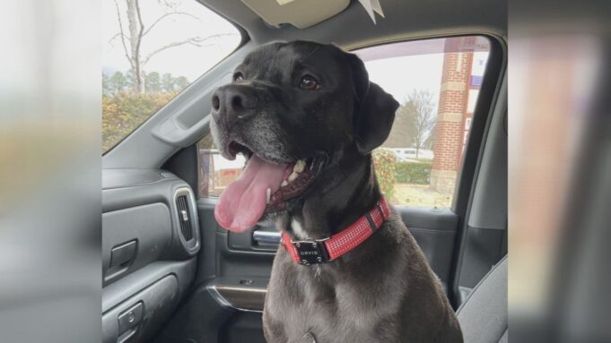 Familia de Shelby lamenta muerte de su perro tras escapar de clínica veterinaria Familia de Shelby lamenta muerte de su perro tras escapar de clínica veterinaria