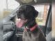 Familia de Shelby lamenta muerte de su perro tras escapar de clínica veterinaria Familia de Shelby lamenta muerte de su perro tras escapar de clínica veterinaria