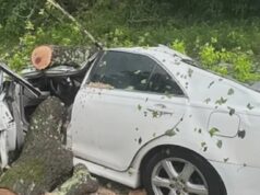 Mujer de Muscle Shoals queda paralizada tras la caída de un árbol sobre su coche Mujer de Muscle Shoals queda paralizada tras la caída de un árbol sobre su coche