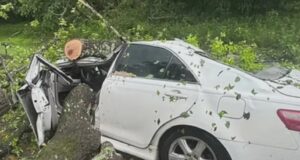 Mujer de Muscle Shoals queda paralizada tras la caída de un árbol sobre su coche Mujer de Muscle Shoals queda paralizada tras la caída de un árbol sobre su coche