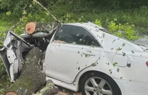 Mujer de Muscle Shoals queda paralizada tras la caída de un árbol sobre su coche Mujer de Muscle Shoals queda paralizada tras la caída de un árbol sobre su coche