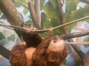 Regresa Reynardo, el perezoso de 2 dedos, al Zoológico de Birmingham