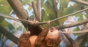 Regresa Reynardo, el perezoso de 2 dedos, al Zoológico de Birmingham Regresa Reynardo, el perezoso de 2 dedos, al Zoológico de Birmingham