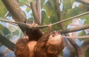 Regresa Reynardo, el perezoso de 2 dedos, al Zoológico de Birmingham Regresa Reynardo, el perezoso de 2 dedos, al Zoológico de Birmingham