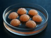 Científicos estudian Alzheimer usando tejido cerebral humano vivo en laboratorio Científicos estudian Alzheimer usando tejido cerebral humano vivo en laboratorio