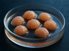 Científicos estudian Alzheimer usando tejido cerebral humano vivo en laboratorio Científicos estudian Alzheimer usando tejido cerebral humano vivo en laboratorio