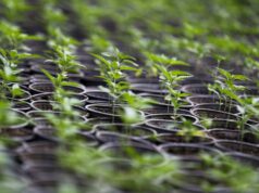 Ecuador supera 2.300 hectáreas de cáñamo y cannabis no psicoactivo legal Ecuador supera 2.300 hectáreas de cáñamo y cannabis no psicoactivo legal