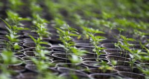 Ecuador supera 2.300 hectáreas de cáñamo y cannabis no psicoactivo legal Ecuador supera 2.300 hectáreas de cáñamo y cannabis no psicoactivo legal