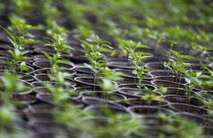 Ecuador supera 2.300 hectáreas de cáñamo y cannabis no psicoactivo legal Ecuador supera 2.300 hectáreas de cáñamo y cannabis no psicoactivo legal