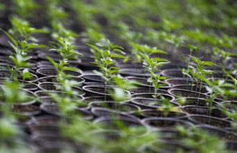 Ecuador supera 2.300 hectáreas de cáñamo y cannabis no psicoactivo legal Ecuador supera 2.300 hectáreas de cáñamo y cannabis no psicoactivo legal