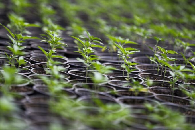 Ecuador supera 2.300 hectáreas de cáñamo y cannabis no psicoactivo legal Ecuador supera 2.300 hectáreas de cáñamo y cannabis no psicoactivo legal