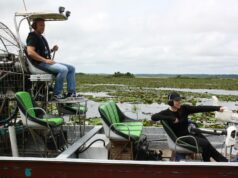 Se inicia en Florida la caza regulada de caimanes: una práctica lucrativa y controvertida Se inicia en Florida la caza regulada de caimanes: una práctica lucrativa y controvertida