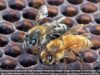 Abejas africanizadas detectadas en Alabama, según funcionarios estatales Abejas africanizadas detectadas en Alabama, según funcionarios estatales