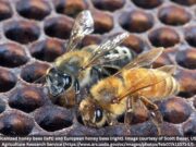 Abejas africanizadas detectadas en Alabama, según funcionarios estatales Abejas africanizadas detectadas en Alabama, según funcionarios estatales