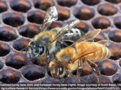 Abejas africanizadas detectadas en Alabama, según funcionarios estatales Abejas africanizadas detectadas en Alabama, según funcionarios estatales