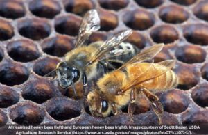 Abejas africanizadas detectadas en Alabama, según funcionarios estatales Abejas africanizadas detectadas en Alabama, según funcionarios estatales