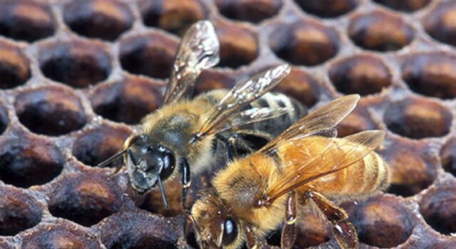 Abejas africanizadas detectadas en Alabama, según funcionarios estatales Abejas africanizadas detectadas en Alabama, según funcionarios estatales