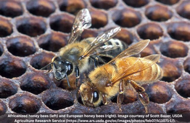 Abejas africanizadas detectadas en Alabama, según funcionarios estatales