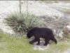 Vecinos cerca de Noccalula Falls reportan ver osos en sus patios traseros Vecinos cerca de Noccalula Falls reportan ver osos en sus patios traseros