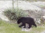 Vecinos cerca de Noccalula Falls reportan ver osos en sus patios traseros Vecinos cerca de Noccalula Falls reportan ver osos en sus patios traseros