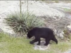 Vecinos cerca de Noccalula Falls reportan ver osos en sus patios traseros Vecinos cerca de Noccalula Falls reportan ver osos en sus patios traseros