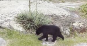 Vecinos cerca de Noccalula Falls reportan ver osos en sus patios traseros Vecinos cerca de Noccalula Falls reportan ver osos en sus patios traseros