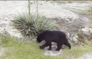 Vecinos cerca de Noccalula Falls reportan ver osos en sus patios traseros Vecinos cerca de Noccalula Falls reportan ver osos en sus patios traseros