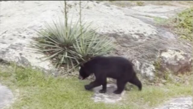 Vecinos cerca de Noccalula Falls reportan ver osos en sus patios traseros