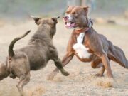 Decenas de pitbulls incautados en el condado de Morgan en relación con peleas de perros Decenas de pitbulls incautados en el condado de Morgan en relación con peleas de perros